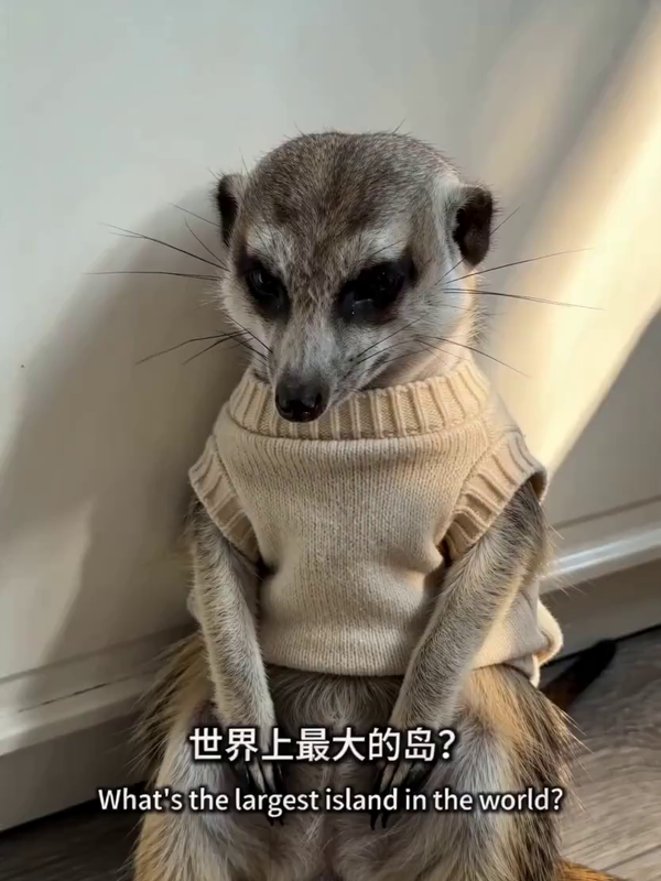 打鸣拷问现场 AI视频模板效果预览